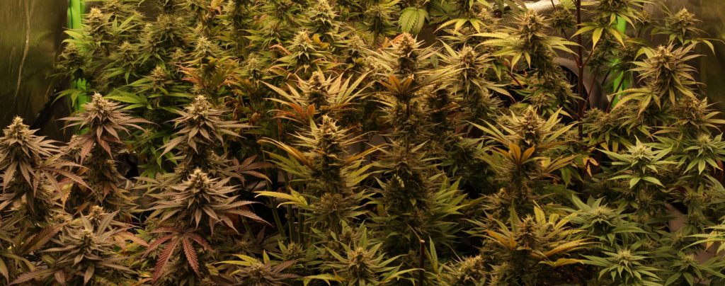 Viele Cannabis Blüten