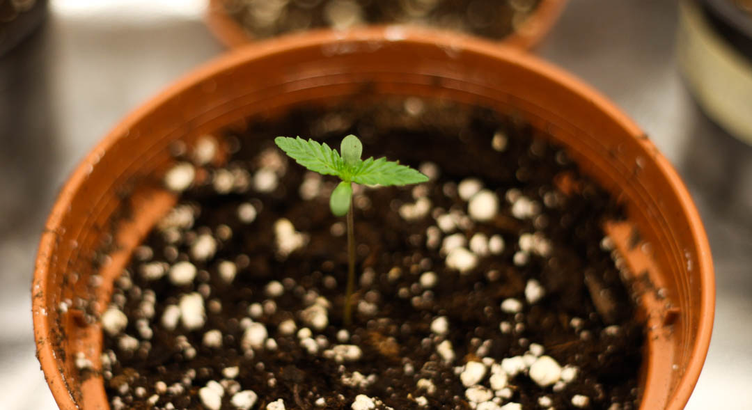 Junge Cannabispflanze im Topf